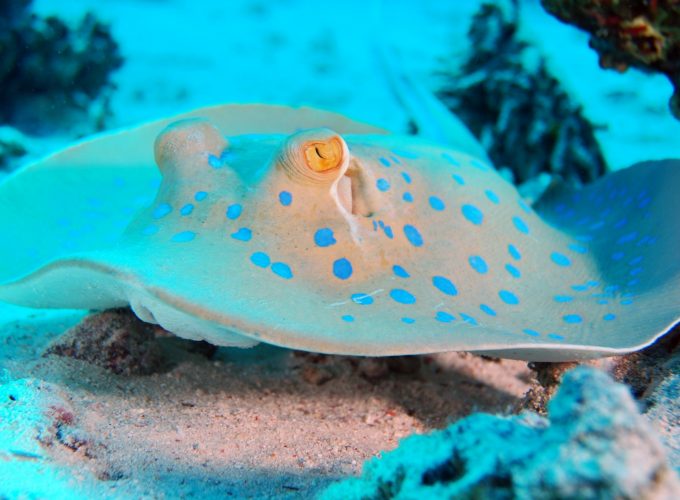 high resolution 4k wallpaper