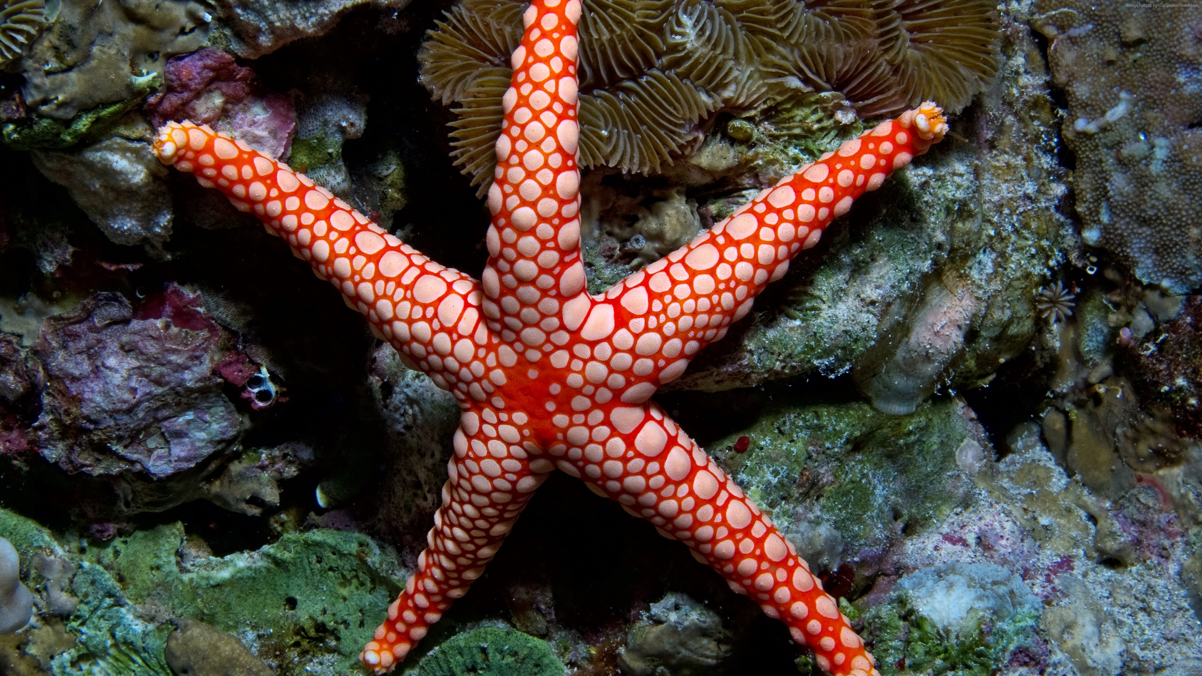 Wallpaper Fromia Monilis Sea Star Starfish Indonesia Indian