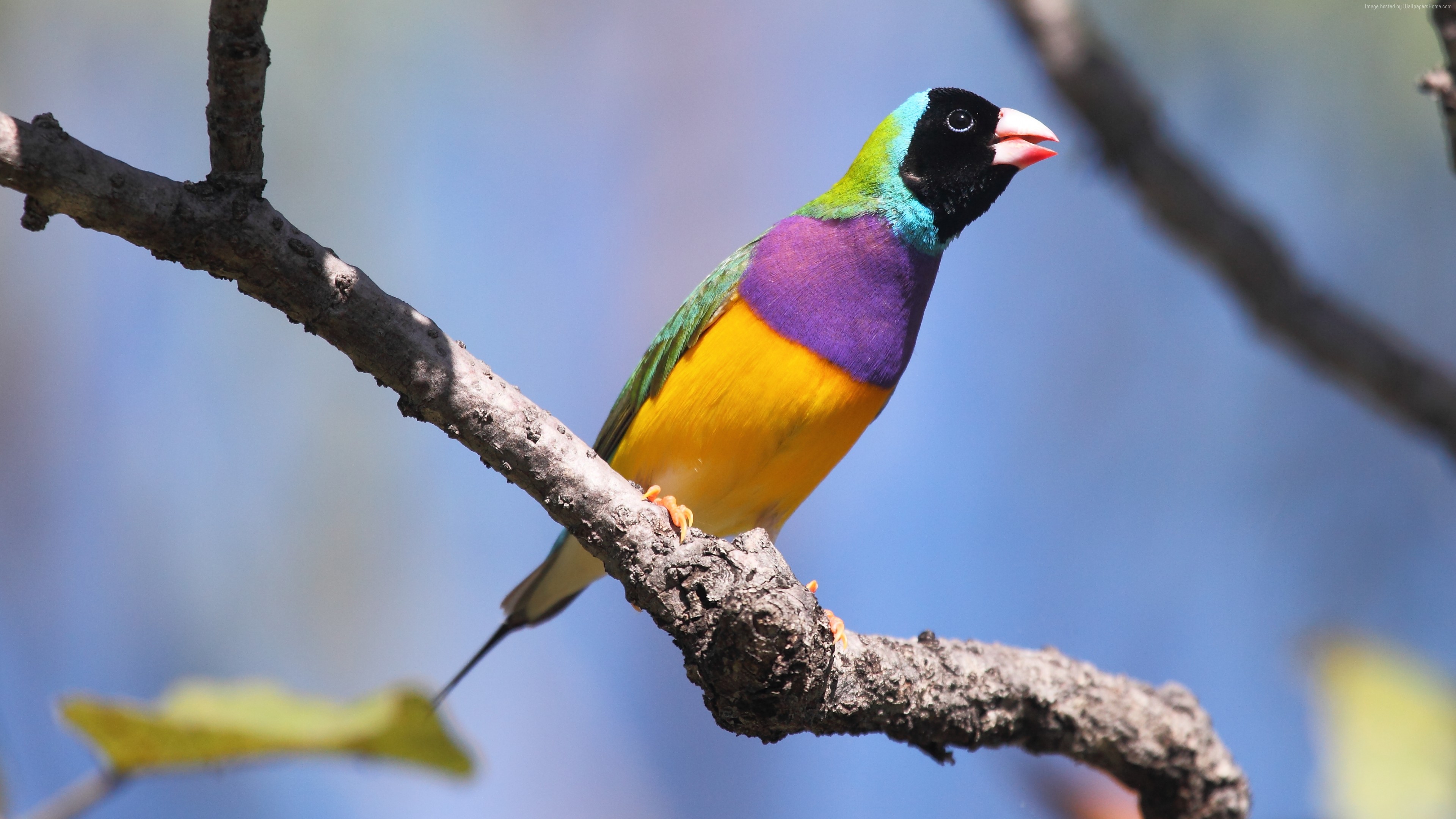 Wallpaper Gouldian Finch Bird Australia Colorful Branch Sky