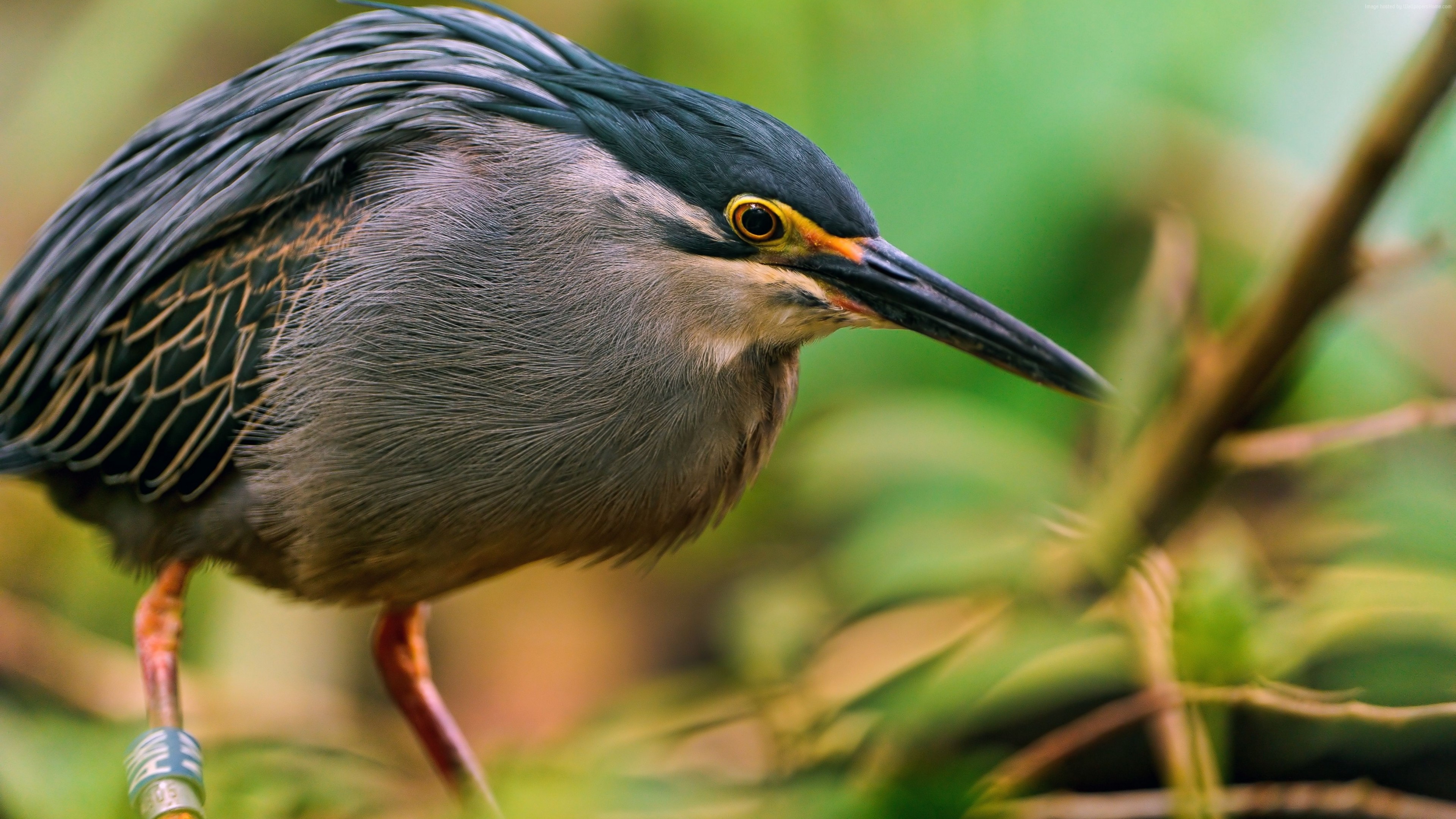 Wallpaper Great Bittern Portugal Japan Sakhalin Bird Eyes
