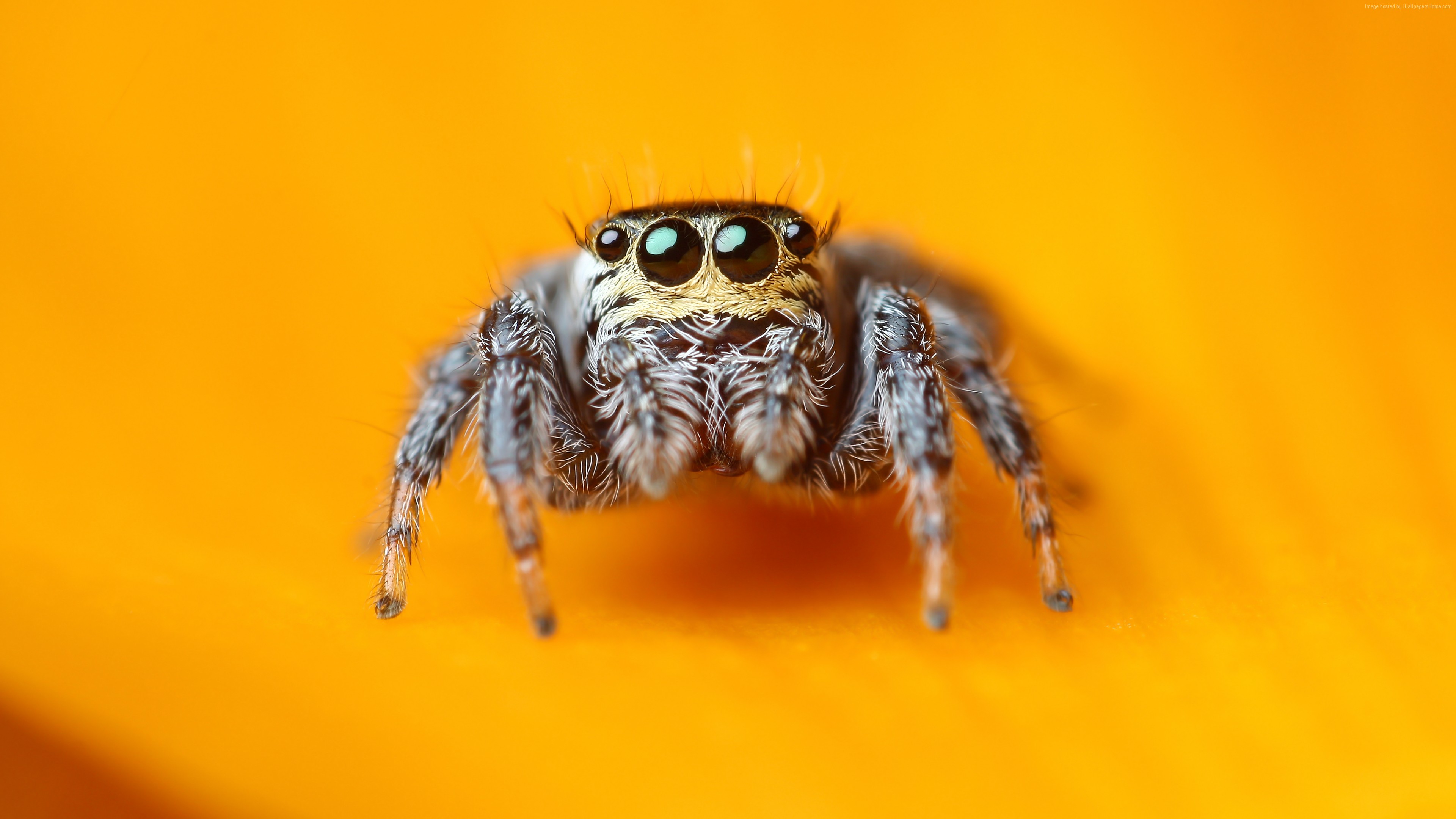 Wallpaper Jumping Spider 5k 4k Wallpaper Macro Black Eyes