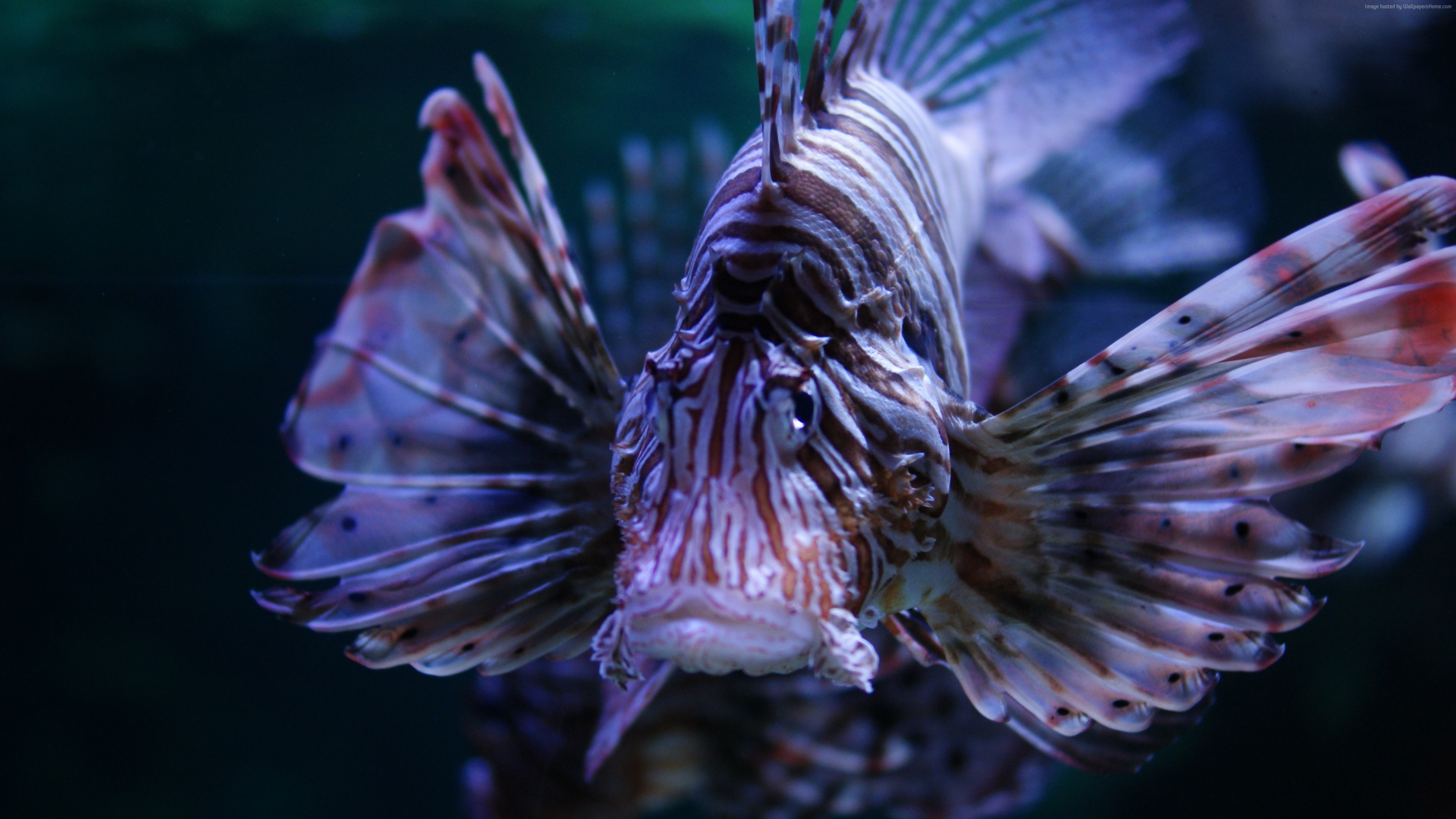 Wallpaper Lionfish 5k 4k Wallpaper Budapest Tropicarium