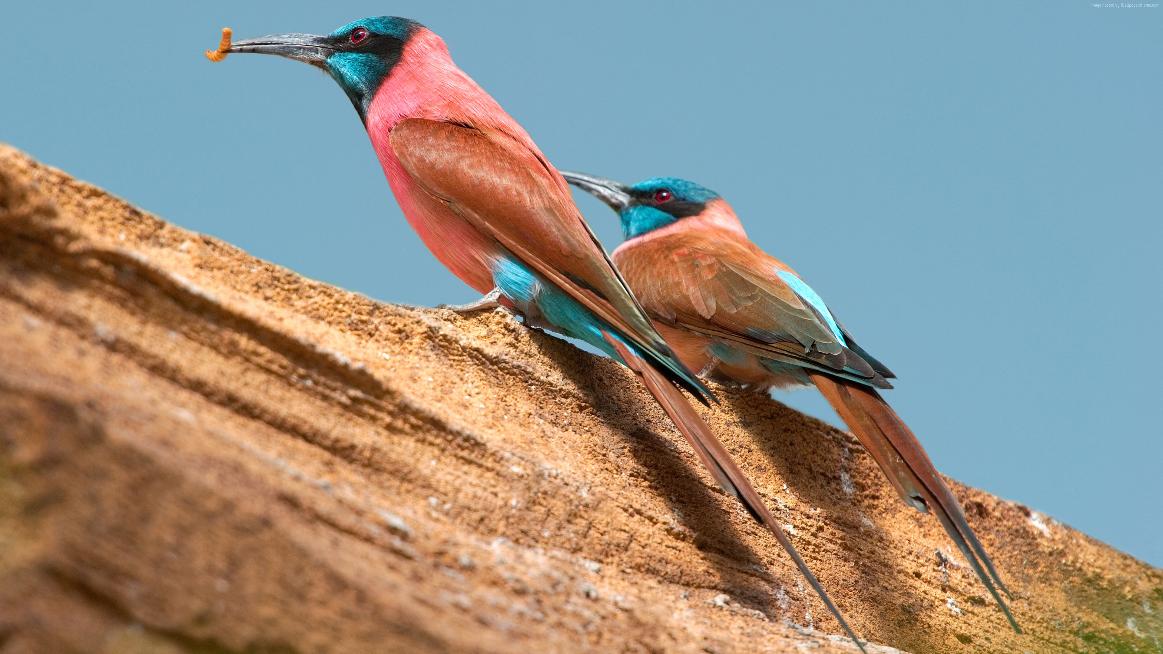 Wallpaper Northern Carmine Bee Eater Central African Republic