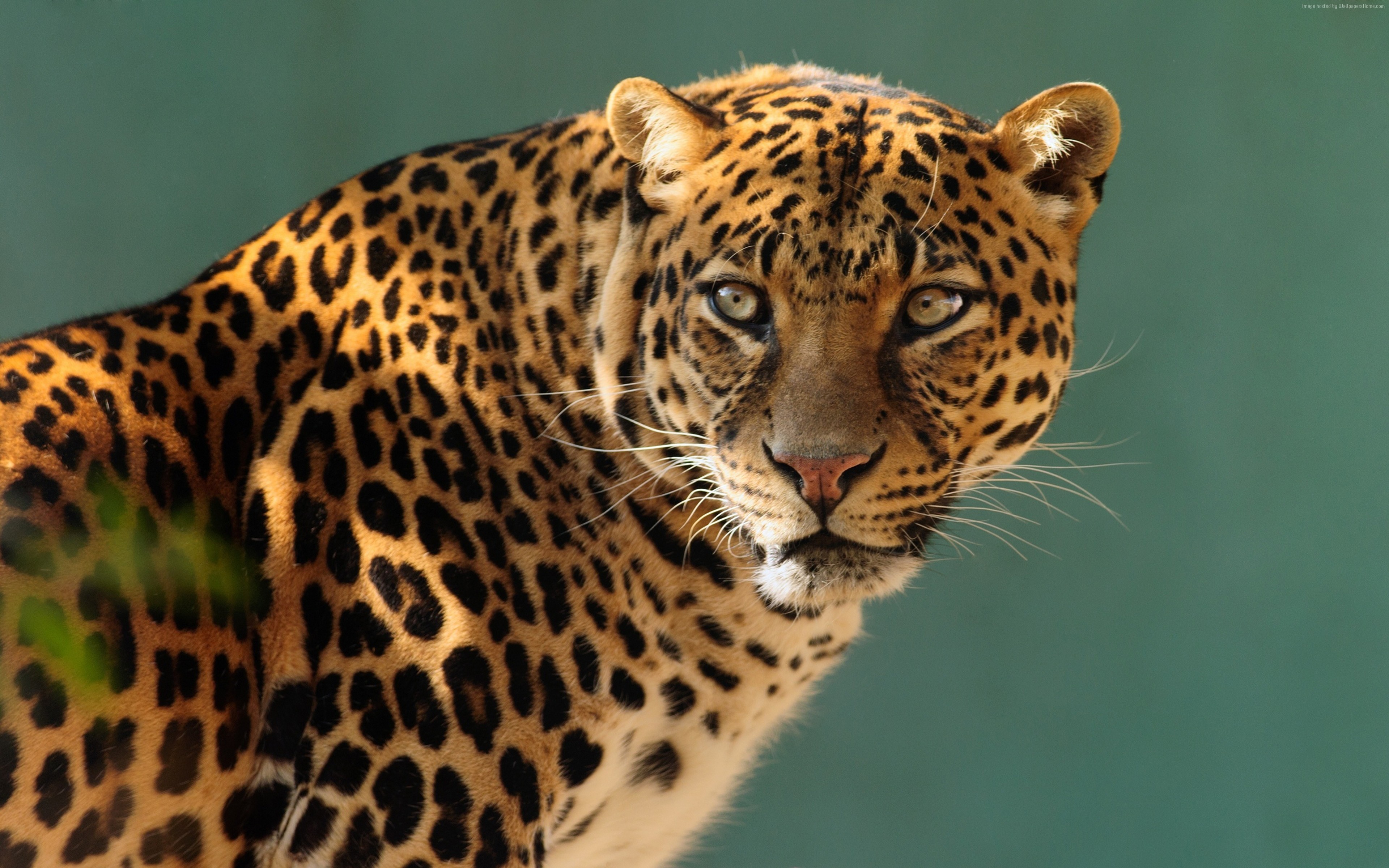 Wallpaper Jaguar Wild Cat Face Animals Wallpaper Download