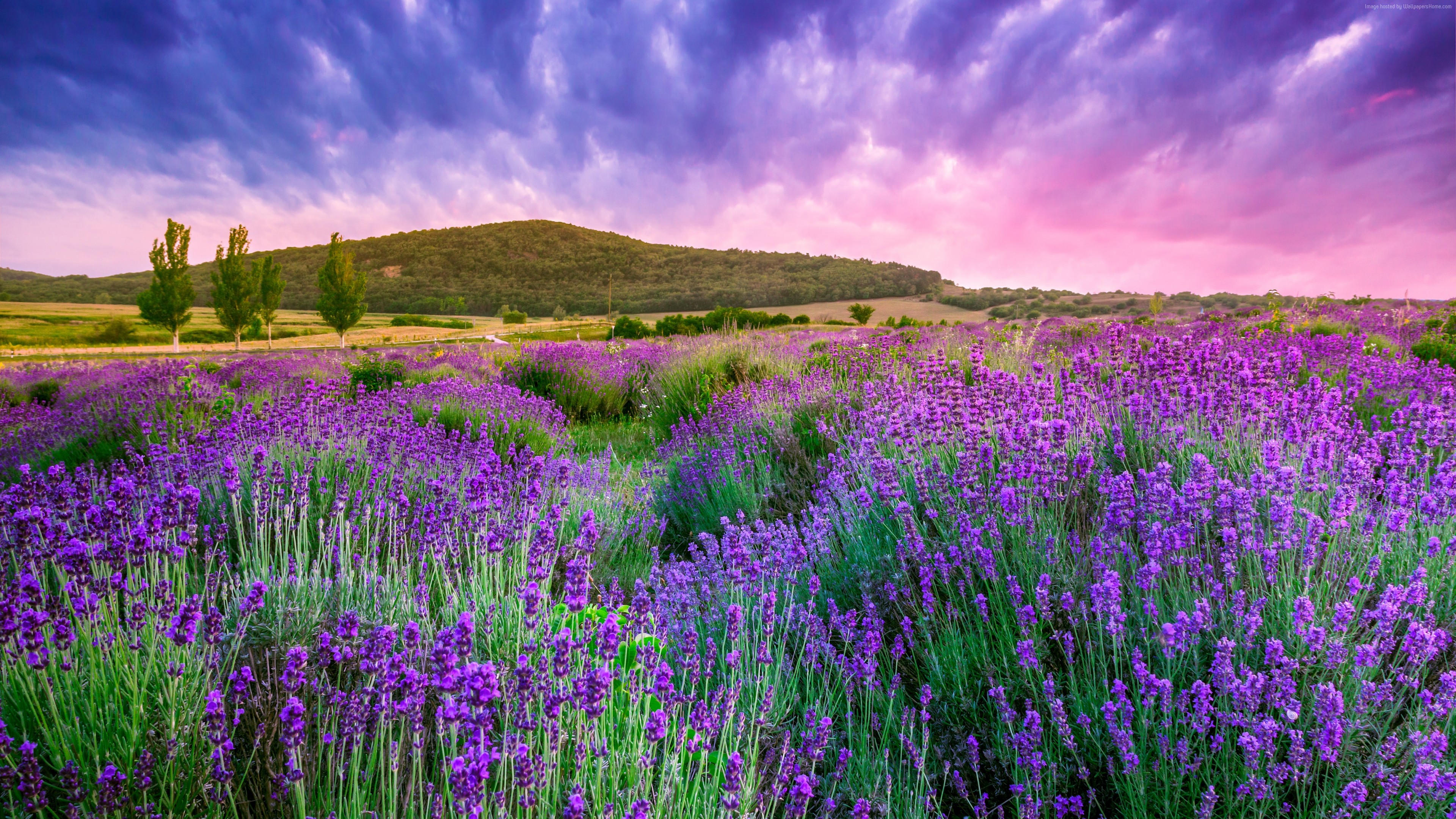 Wallpaper Lavender Field Sky Mountain Provence France Europe 4k Travel Wallpaper Download High Resolution 4k Wallpaper