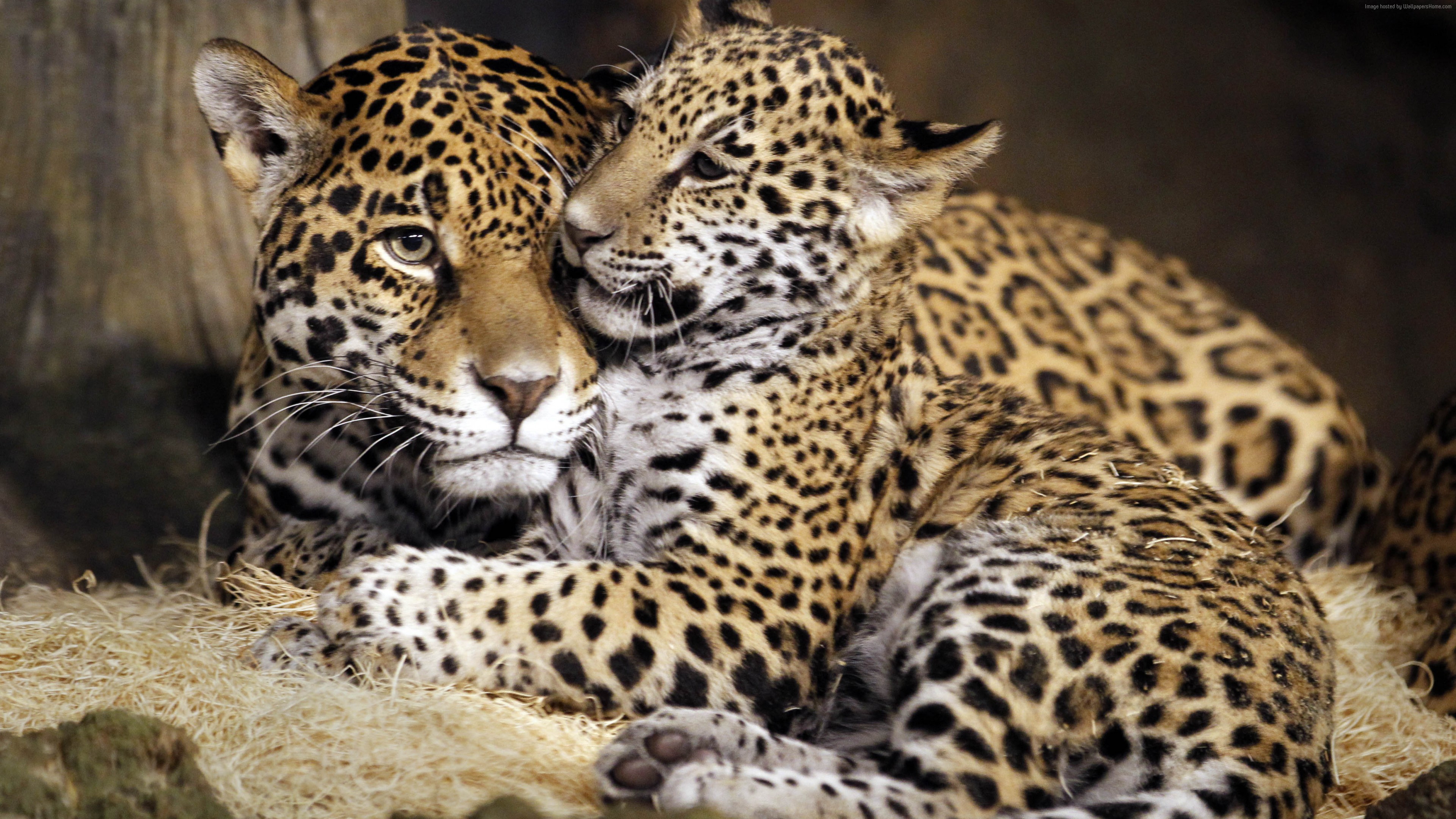Jaguar Animal Wallpaper