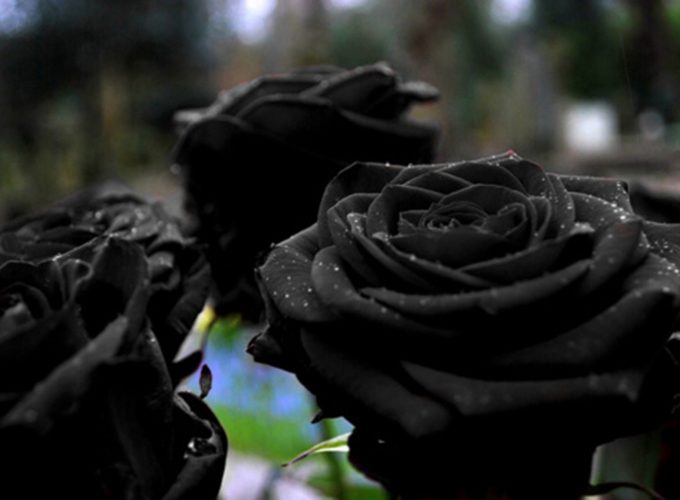 Black Rose Hd Wallpaper For Mobile