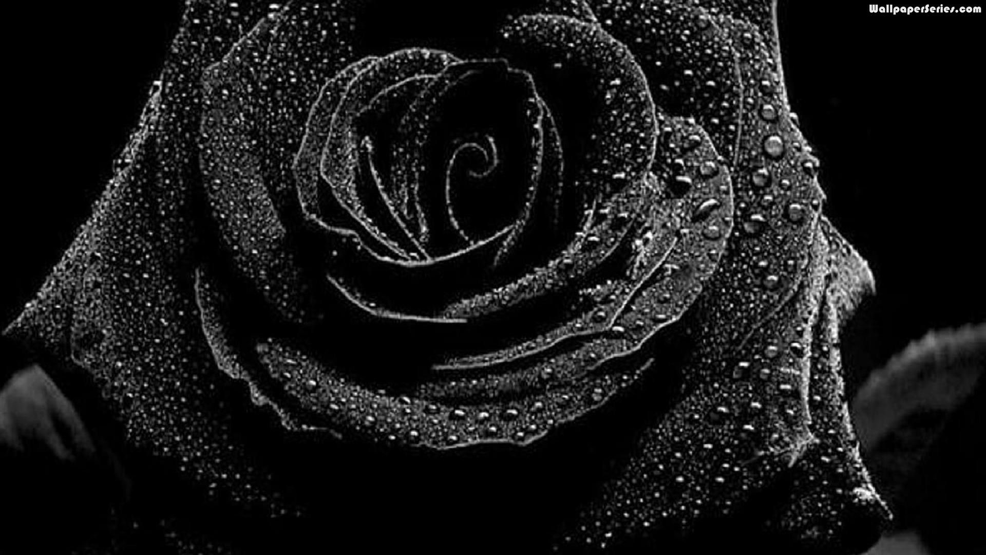 Black Rose Mobile Hd Wallpaper Wallpaper Download High Resolution 4k Wallpaper
