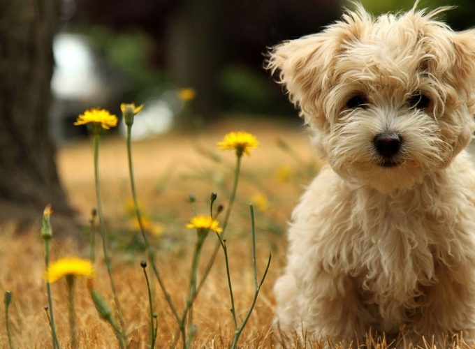 4k Wallpaper For Mobile Animal